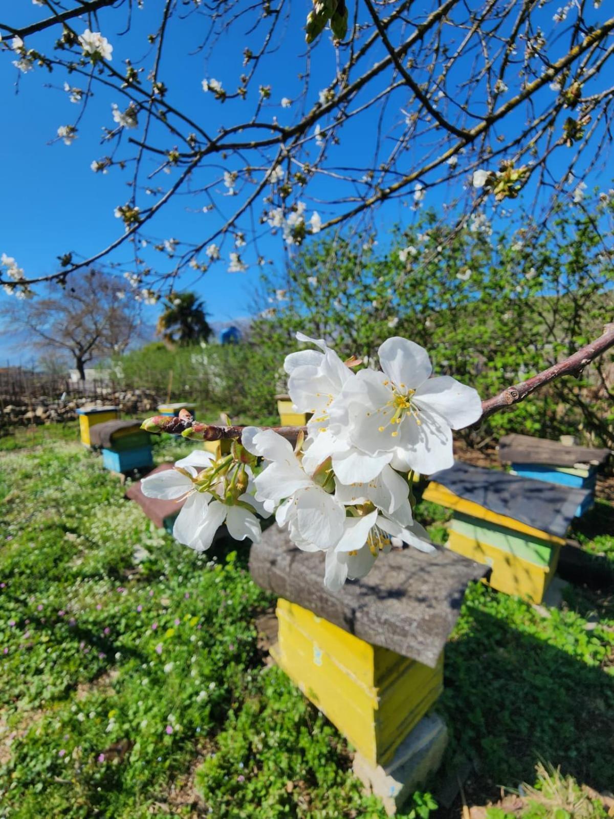 Villa Shuaipaj Gjirokaster Ngoại thất bức ảnh